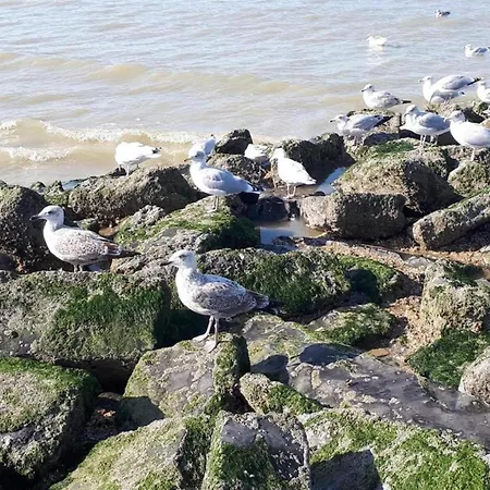 In St-idesbald With Sea View, Cleaning Included Sint-Idesbald